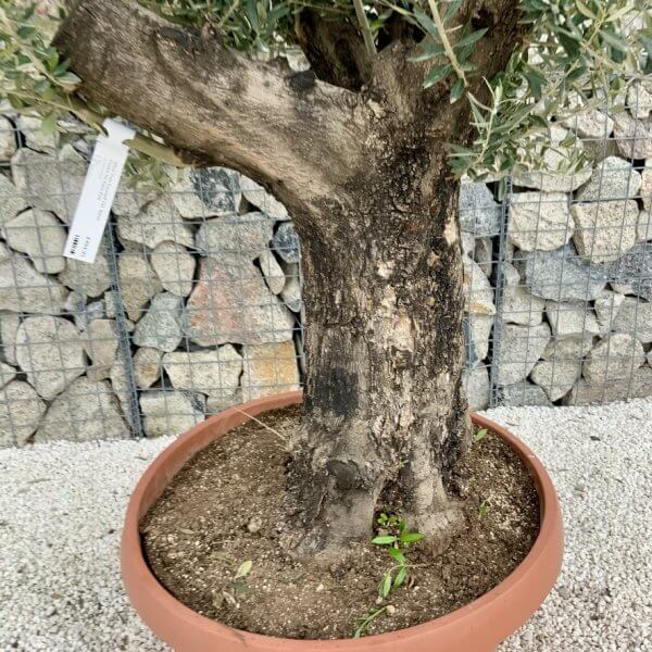 Olive Tree Gnarled XXL Natural Crown (In Patio Pot) H457 - 5763D643 A998 4856 B408 0F3F0C1D7E0C 1 105 c