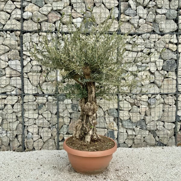 Olive Tree Gnarled XXL Natural Crown (In Patio Pot) H418 - 5764EB73 27AE 4102 9BA6 EA2A34CE3115 scaled