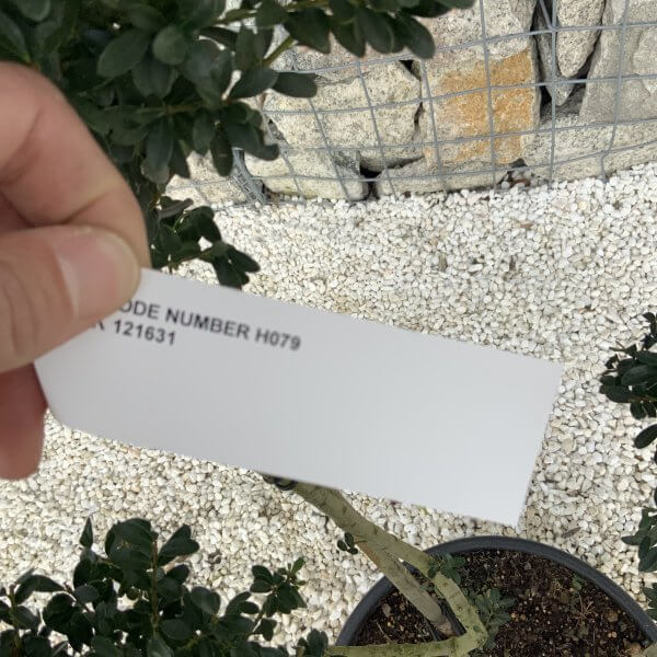 Ilex Crenata Kinme Pom Pon Cloud Tree H079 - 57964C6D 2DCA 4D10 9C2C BDA4B88902F9 scaled