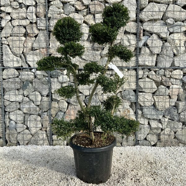 Ilex Crenata Kinme Cloud Tree H207 - Image 2