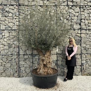 Gnarled Olive Trees XXL