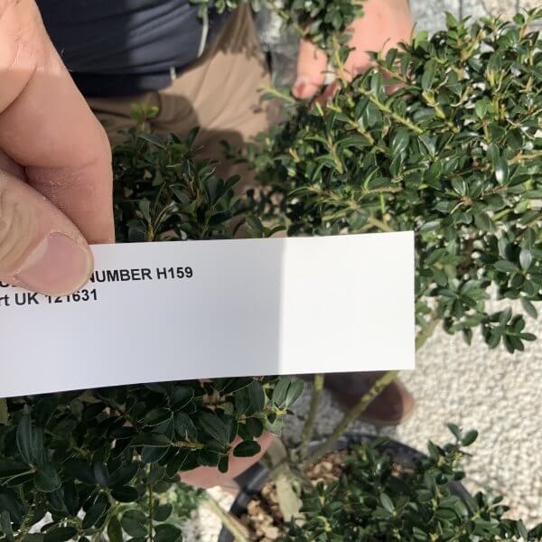 Ilex Crenata Kinme Pom Pon Cloud Tree H159 - Image 4