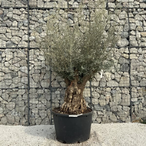 Gnarled Olive Tree XXL (Ancient) H362 - 589FC1EC 0C1A 4413 9B2B B8CCFE328539 scaled