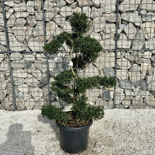 Ilex Crenata Kinme Cloud Tree H056 - 58D2D044 4CC5 469C BF6E 278BA53DD2C9 1 scaled