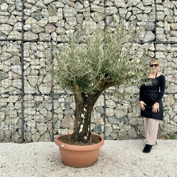 Olive Tree Gnarled XXL Natural Crown (In Patio Pot) H392 - 5937BDE7 BEDA 4F48 9D98 56DF47D261EA scaled