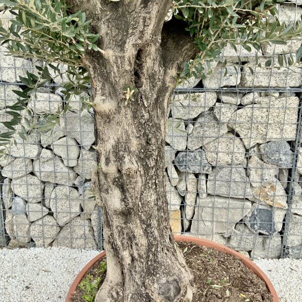 Olive Tree Gnarled XXL Natural Crown (In Patio Pot) H411 - 598EB2FC A1EA 4217 9899 D891DB2A4965 scaled