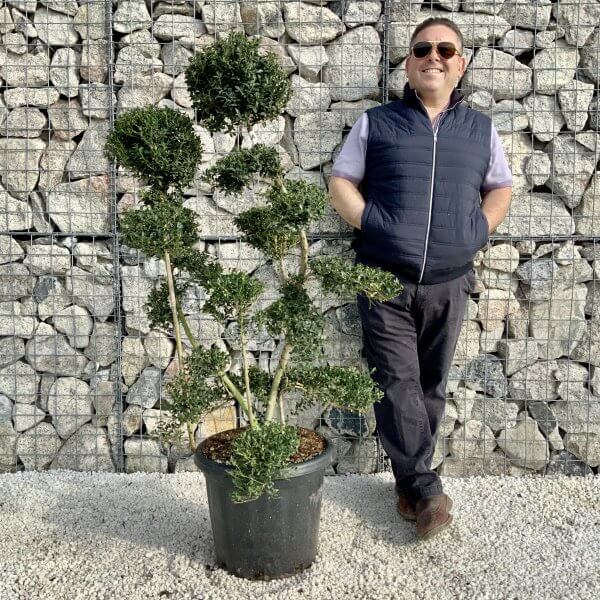 Ilex Crenata Kinme Cloud Tree H0187 - 59AD6F18 6628 406F 892A 6783BF4D834C scaled