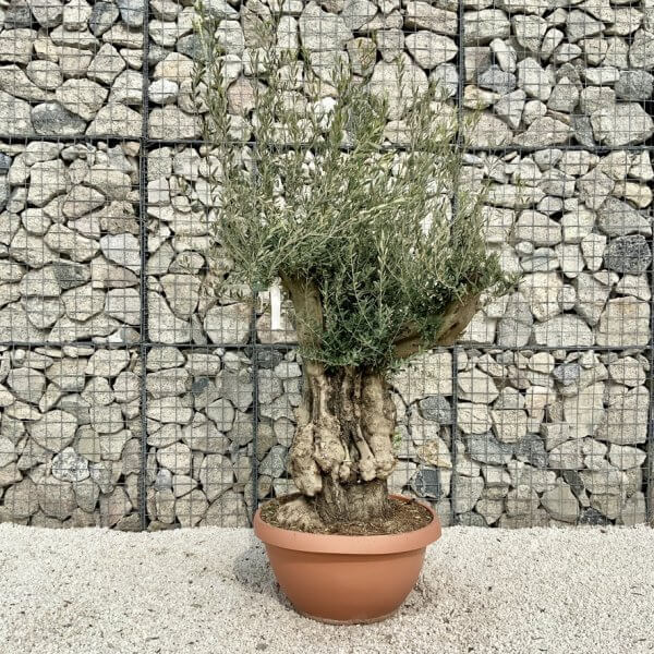 Olive Tree Gnarled XXL Natural Crown (In Patio Pot) H449 - 59F03BBE D049 479D 97A5 7129FB72764E 1 105 c