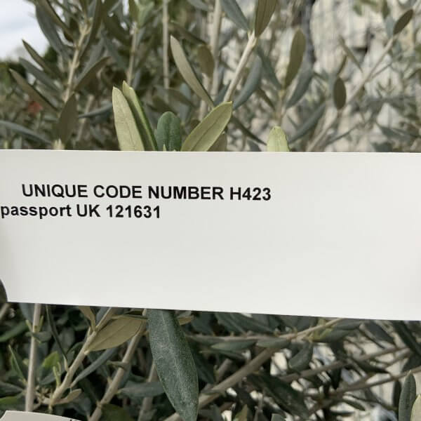 Olive Tree Gnarled XXL Natural Crown (In Patio Pot) H423 - 5A51940C 72F1 4167 8E3A 1B1AD412B1C8 scaled