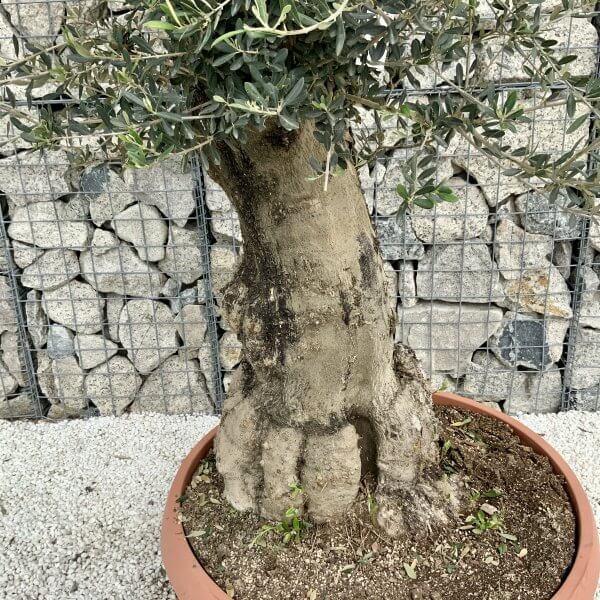 Olive Tree Gnarled XXL Natural Crown (In Patio Pot) H407 - 5A812C5C D001 439D 8FF6 2DA208A4F89F scaled