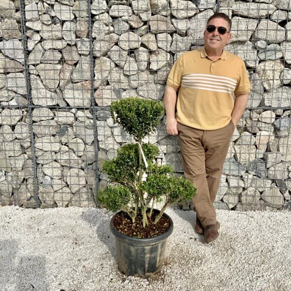 Ilex Maximowicziana Cloud Tree H041 - 5AEDC246 A778 41A5 B9F7 2C3F73930BD4 scaled