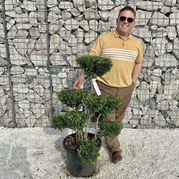 Ilex Maximowicziana Cloud Tree H047 - 5BEFDB2A ACEE 43B0 8247 F73BAA489976 scaled