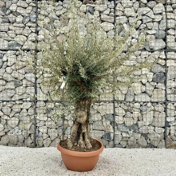 Olive Tree Gnarled XXL Natural Crown (In Patio Pot) H473 - 5C1528FE EF66 499E 97C7 B8045A8300F7 1 105 c