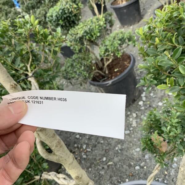 Ilex Maximowicziana Cloud Tree H036 - 5D218C6A 6463 4108 A8D6 B61AB50EB51E scaled