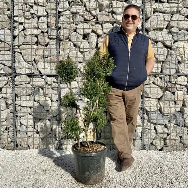 Ilex Crenata Kinme Pom Pon Cloud Tree H133 - 5E17BE6F F73B 4C54 B8F3 A2C6C21FD548 1 105 c