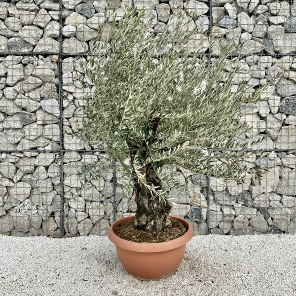 Olive Tree Gnarled XXL Natural Crown (In Patio Pot) H431 - 5E76E853 015B 450C A8FB 641DD7B0B702 1 105 c