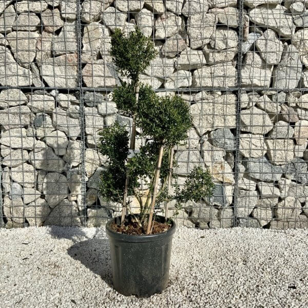Ilex Crenata Kinme Pom Pon Cloud Tree H115 - 5EB34FA4 2FD3 4562 958A 9CF82A0CA085 1 105 c