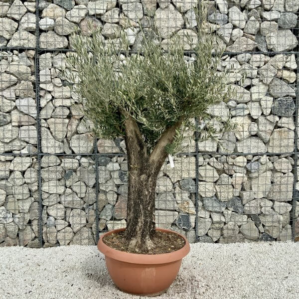 Olive Tree Gnarled XXL Natural Crown (In Patio Pot) H409 - 5F8E06CD 7AC5 4EF5 9DB9 17BEFCD892B1 scaled