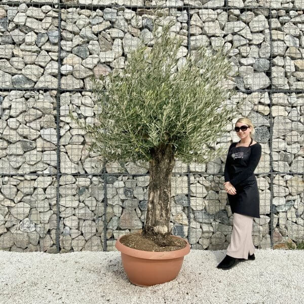 Olive Tree Gnarled XXL Natural Crown (In Patio Pot) H443 - 5FB6BF5C 46B4 4A0A BD21 EC24412562A3 1 105 c