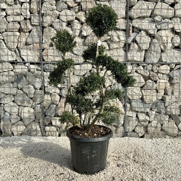 Ilex Crenata Kinme Cloud Tree H0192 - 5FCB9A76 DC66 4AD2 9B42 3C59A87A9B68 scaled