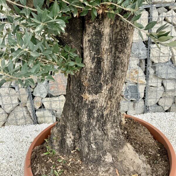 Olive Tree Gnarled XXL Natural Crown (In Patio Pot) H404 - 60DABCC7 0722 4BFB A0CA 255C432C6570 scaled