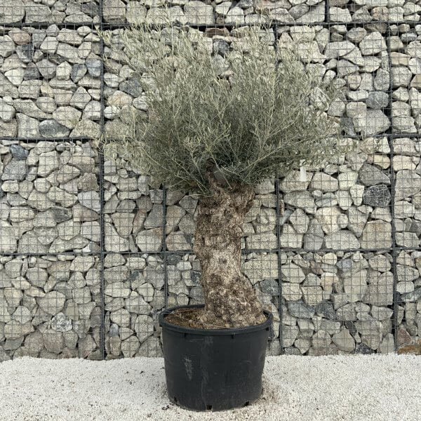 Gnarled Olive Tree XXL (Ancient) H321 - 611FD597 324A 47EA B91E AF4305999687 scaled