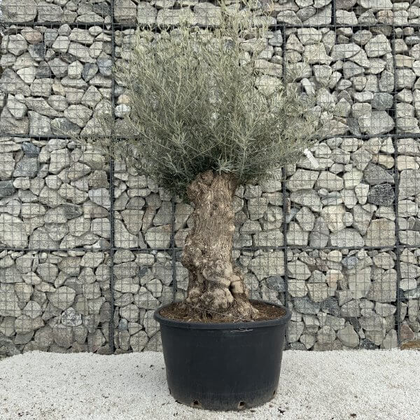 Gnarled Olive Tree XXL (Ancient) H303 - 61668025 2012 4BEC BBE7 FC3296FCA3FC scaled