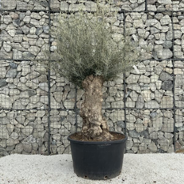 Gnarled Olive Tree XXL (Ancient) H303 MT - Image 2