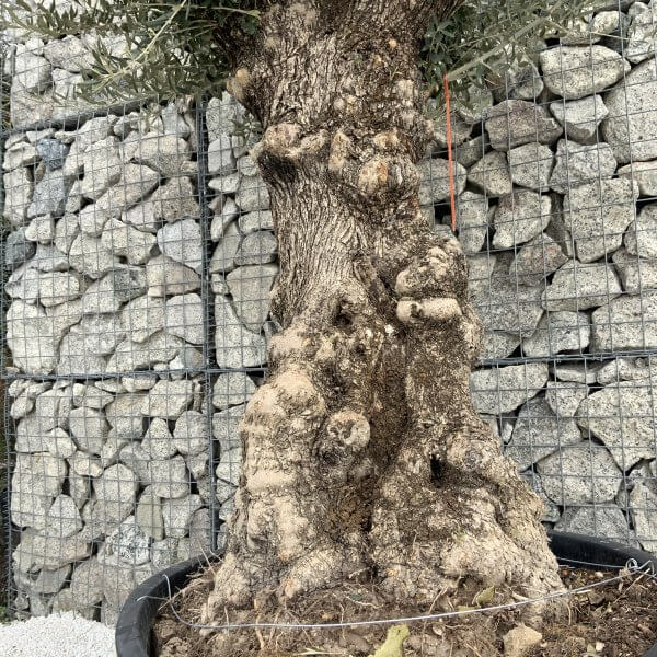 Gnarled Olive Tree XXL (Ancient) H305 - 6298D28E 32AB 41F6 AE11 8A2C81B1157C scaled