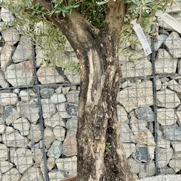 Olive Tree Gnarled XXL Natural Crown (In Patio Pot) H427 - 62CBAEB5 10CB 45FE 85FC E0030FFED262 1 105 c