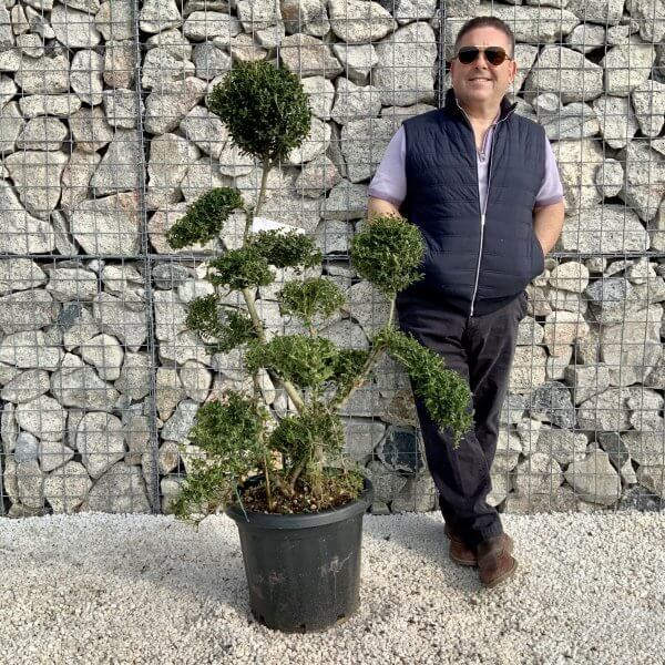 Ilex Crenata Kinme Cloud Tree H208 - 63722EFF 04F7 4E71 8DF2 9B6B90F8EA84 scaled