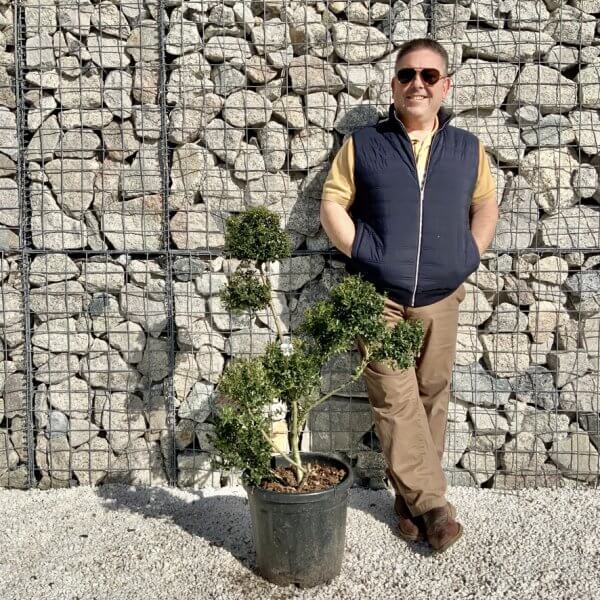 Ilex Crenata Kinme Pom Pon Cloud Tree H101 - 6442C54F 386E 456D 83A2 919633D08D7C 1 105 c