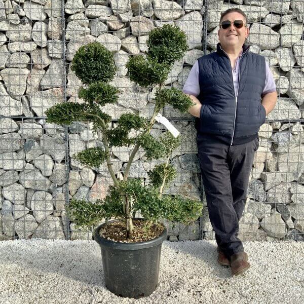 Ilex Crenata Kinme Cloud Tree H207