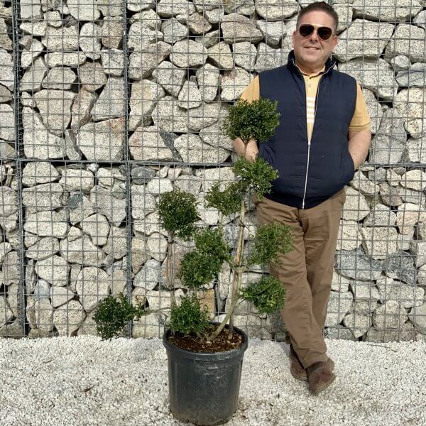 Ilex Crenata Kinme Pom Pon Cloud Tree H072 - 67BAEC38 5246 4869 BD2A DD07A974712B scaled