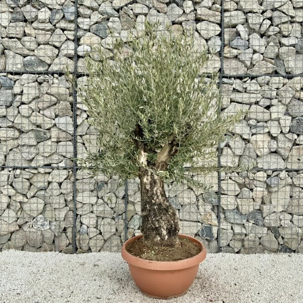 Olive Tree Gnarled XXL Natural Crown (In Patio Pot) H432 - 68423BEB 0FEC 4EBA 8541 DE26C124D027 1 105 c
