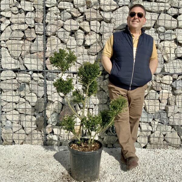 Ilex Crenata Kinme Pom Pon Cloud Tree H166 - 689D9850 5E89 4F0D 96CC BA31DB836591 scaled
