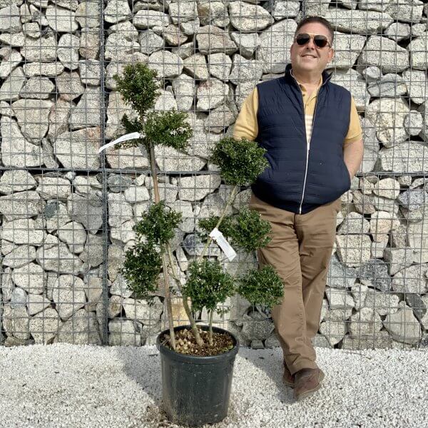 Ilex Crenata Kinme Pom Pon Cloud Tree H167 - 68B663A8 173A 4E05 8A7F 21AAD684A9B2 scaled