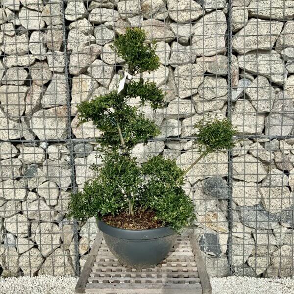 Ilex Crenata Kinme Cloud Tree H088 - 69159964 CE94 4021 A6A1 605F77C7E616 scaled