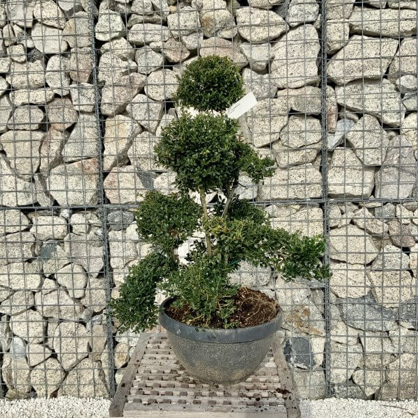 Ilex Crenata Kinme Cloud Tree H092 - 696371FA F205 40D0 90CB F5A7A512A850 scaled