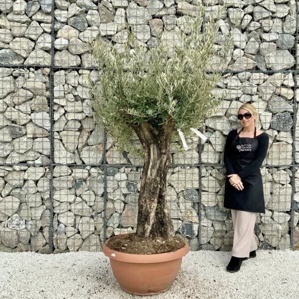 Olive Tree Gnarled XXL Natural Crown (In Patio Pot) H427 - 6A19C845 587E 487D 86DE 4A1B7F00EEC0 1 105 c