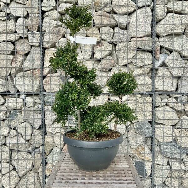 Ilex Crenata Kinme Cloud Tree H219 - 6D6ABDC7 16A5 4BDE 9E2A F32CE80B2F79 scaled