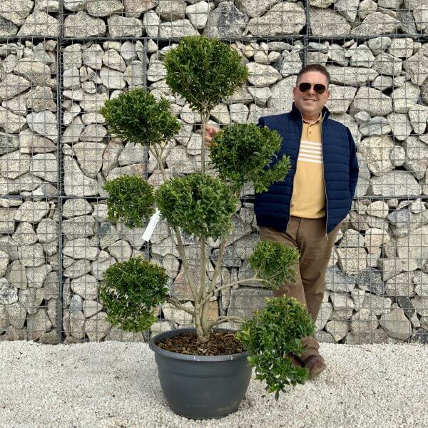 Ilex Maximowicziana Cloud Tree H033 - 6D6EBFF2 68A2 4C24 A243 3ED543619D04 scaled