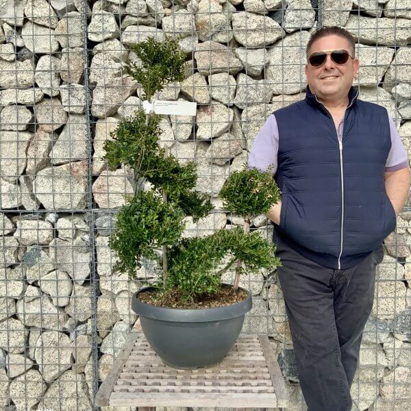 Ilex Crenata Kinme Cloud Tree H219 - 6D8E62F4 7AD9 4989 A3E8 2C088654F2E5 scaled