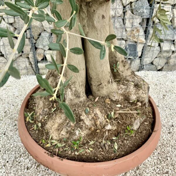 Olive Tree Gnarled XXL Natural Crown (In Patio Pot) H463 - 6DB26530 A4F4 42F2 BBE4 0566F37BD8EB 1 105 c