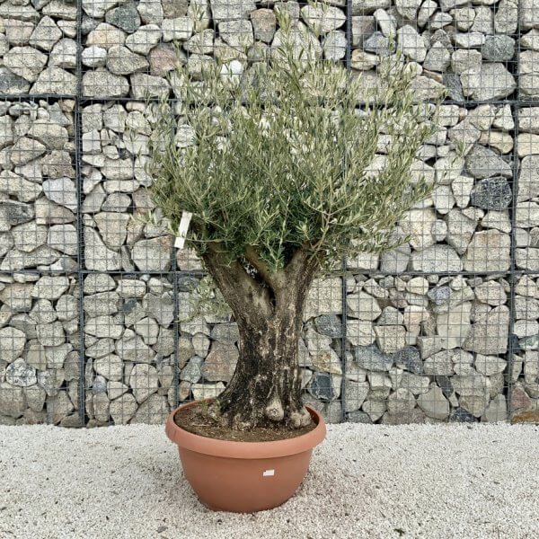 Olive Tree Gnarled XXL Natural Crown (In Patio Pot) H459 - 6E0C94D4 E4F4 40BE B55D EC79F68C5B2E 1 105 c