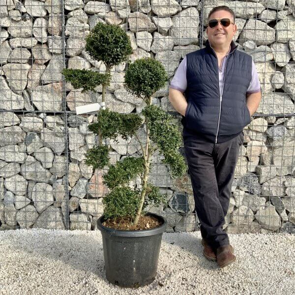 Ilex Crenata Kinme Cloud Tree H212 - 6E3A6A54 FA51 4E8F ADC4 BB38C51A954A scaled