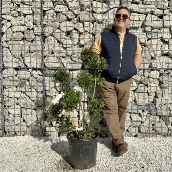 Ilex Crenata Kinme Pom Pon Cloud Tree H137 - 6EA030D7 1C75 48F7 905A 1A7AE2F3DFF0 1 105 c