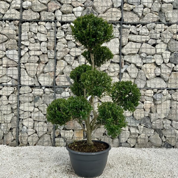 Ilex Maximowicziana Cloud Tree H034 - 6FA2EE64 D5AA 435B 8633 B0F8089F8CE2 scaled