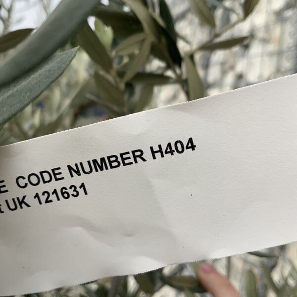 Olive Tree Gnarled XXL Natural Crown (In Patio Pot) H404 - 6FB5063F 49B0 479C B0DB BF8962EFE3B7 scaled