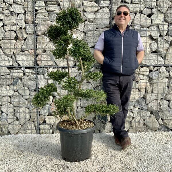 Ilex Crenata Kinme Cloud Tree H0179